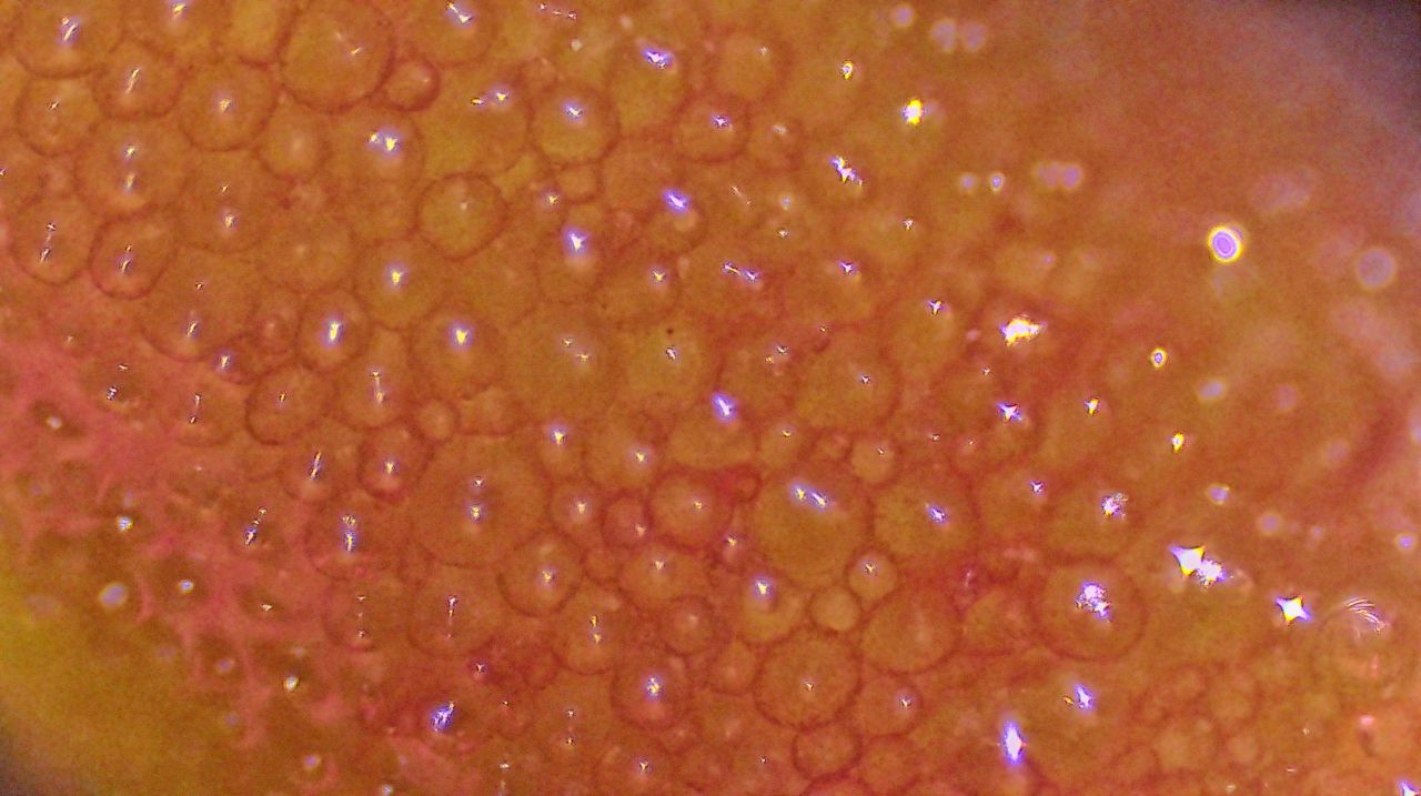 Il velluto venuto dal mare:  l''alga Codium subtomentosum